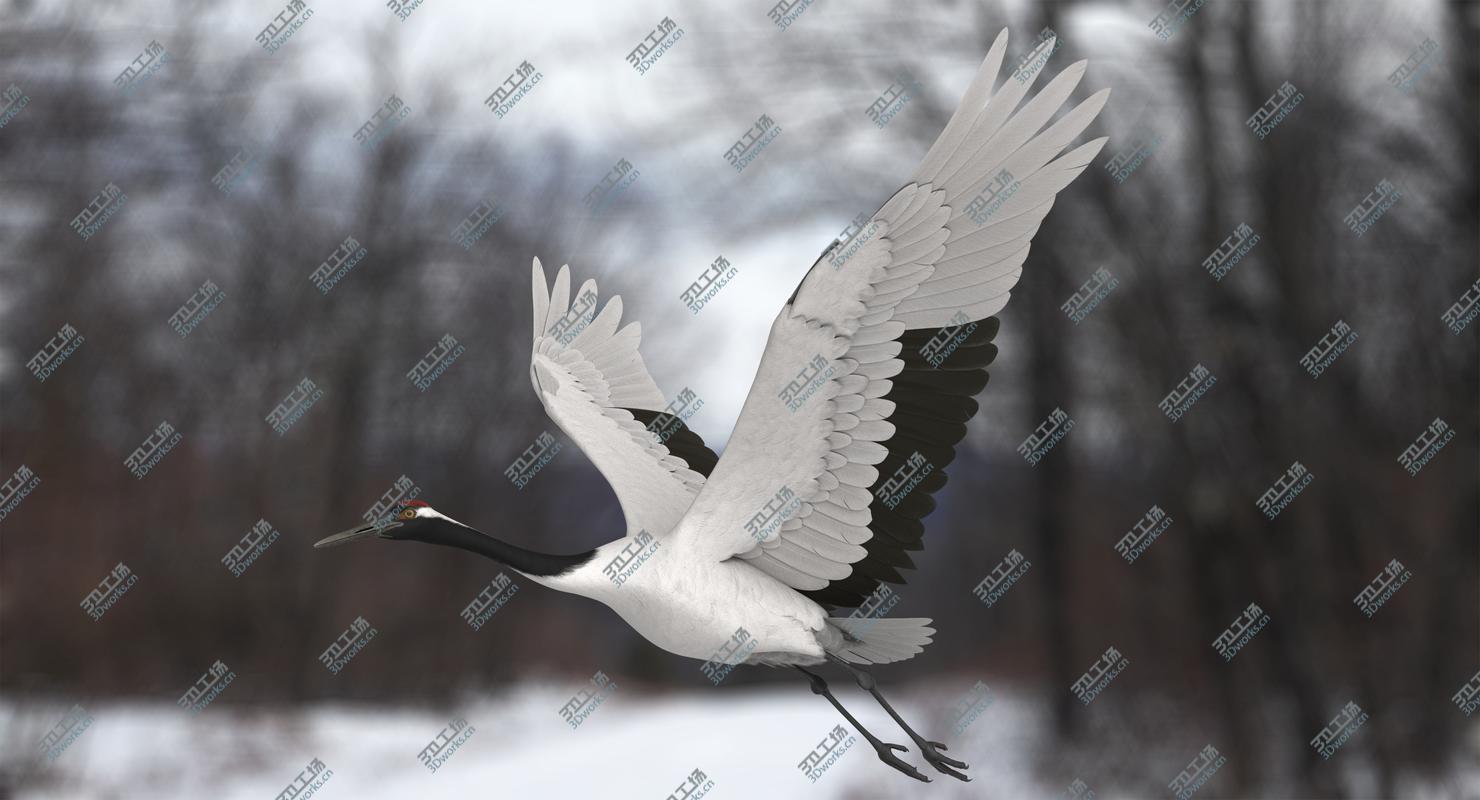 images/goods_img/202104021/3D Red-crowned Crane/1.jpg